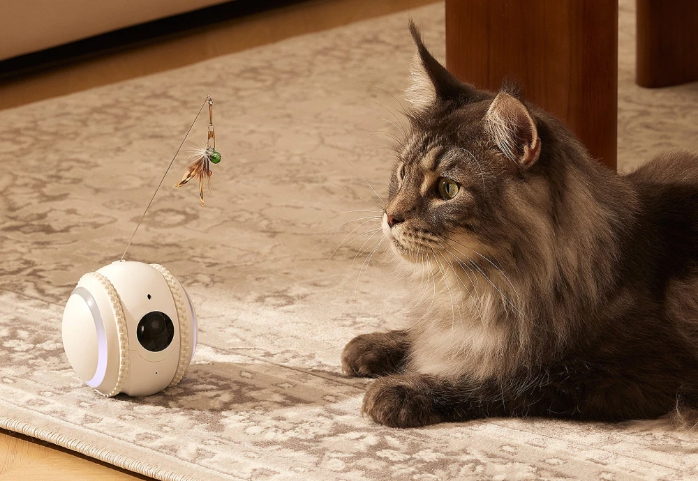 cameras to watch your pets